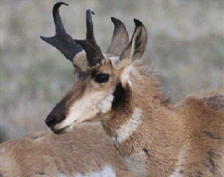La Encantada Wildlife Conservation Area